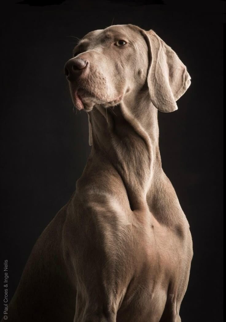 Studio portrait of a Weimaraner against a black background