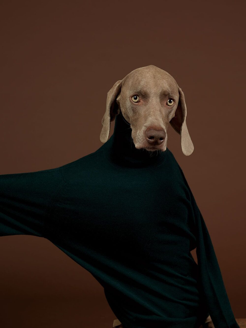 A Weimaraner wearing a dark green turtleneck sweater against a brown studio backdrop